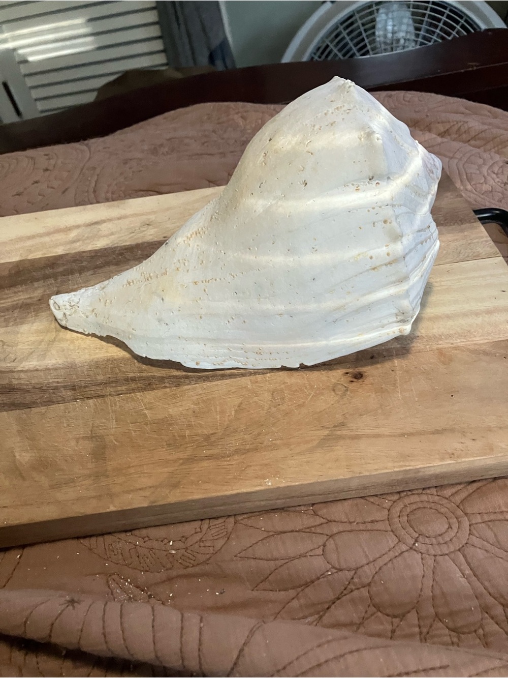 Large Lightning Whelk White Shell - Picture 8 of 9